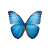 Blue Morpho Butterfly V5 Vinyl Car Decal Sticker – Waterproof & UV-Resistant 