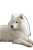 Groomed Samoyed Vinyl Car Decal Sticker – Waterproof & UV-Resistant 