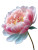 Pastel Peony V2 Vinyl Car Decal Sticker – Waterproof & UV-Resistant 
