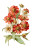 Vintage Sneezeweed Cluster Vinyl Car Decal Sticker – Waterproof & UV-Resistant 