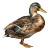 Realistic Duck Vinyl Car Decal Sticker – Waterproof & UV-Resistant 