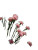 Pink Carnations Riverside Vinyl Car Decal Sticker – Waterproof & UV-Resistant 
