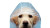 Labrador Puppy Peeking Vinyl Car Decal Sticker – Waterproof & UV-Resistant 