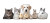 Pets In Living Room Vinyl Car Decal Sticker – Waterproof & UV-Resistant 