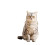British Shorthair Cat V7 Vinyl Car Decal Sticker – Waterproof & UV-Resistant 