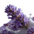 Lavender In Cream Vinyl Car Decal Sticker – Waterproof & UV-Resistant 