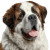 Saint Bernard Dog Vinyl Car Decal Sticker – Waterproof & UV-Resistant 