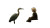 The Boy And The Heron V2 Vinyl Car Decal Sticker – Waterproof & UV-Resistant 