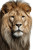 Lion'S Close-Up Vinyl Car Decal Sticker – Waterproof & UV-Resistant 