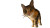 Upside-Down Calico Cat Vinyl Car Decal Sticker – Waterproof & UV-Resistant 