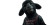 Black Sheep Vinyl Car Decal Sticker – Waterproof & UV-Resistant 