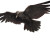 Distant Black Raven Vinyl Car Decal Sticker – Waterproof & UV-Resistant 