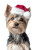 Yorkshire Terrier Santa Vinyl Car Decal Sticker – Waterproof & UV-Resistant 