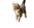Mischievous Kitten Art Vinyl Car Decal Sticker – Waterproof & UV-Resistant 