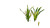 Wheat Seedlings Growing Vinyl Car Decal Sticker – Waterproof & UV-Resistant 