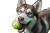 Husky Playing Tennis Vinyl Car Decal Sticker – Waterproof & UV-Resistant 
