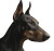 Doberman Sign Vinyl Car Decal Sticker – Waterproof & UV-Resistant 