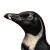 Penguin V2 Vinyl Car Decal Sticker – Waterproof & UV-Resistant 