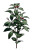 Ashwagandha Plant V2 Vinyl Car Decal Sticker – Waterproof & UV-Resistant 