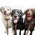 Happy Dogs Waiting V2 Vinyl Car Decal Sticker – Waterproof & UV-Resistant 