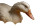 Golden Egg Goose Vinyl Car Decal Sticker – Waterproof & UV-Resistant 