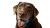 Happy Labrador Retriever V2 Vinyl Car Decal Sticker – Waterproof & UV-Resistant 