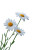 Dewy Daisies Vinyl Car Decal Sticker – Waterproof & UV-Resistant 