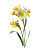 Blooming Narcissus Study Vinyl Car Decal Sticker – Waterproof & UV-Resistant 