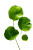 Centella Asiatica Leaves Vinyl Car Decal Sticker – Waterproof & UV-Resistant 
