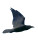 Rune Raven Vinyl Car Decal Sticker – Waterproof & UV-Resistant 