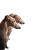 Buddhist Whippet Dogs Vinyl Car Decal Sticker – Waterproof & UV-Resistant 