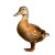 Duck Portrait V2 Vinyl Car Decal Sticker – Waterproof & UV-Resistant 