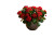 Festive Euphorbia Arrangement Vinyl Car Decal Sticker – Waterproof & UV-Resistant 