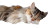 Fluffy Sky Cat Vinyl Car Decal Sticker – Waterproof & UV-Resistant 