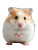 Happy White Hamster Vinyl Car Decal Sticker – Waterproof & UV-Resistant 