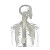 X-Ray Spring Torso Vinyl Car Decal Sticker – Waterproof & UV-Resistant 