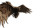 Golden Wing Emergence Vinyl Car Decal Sticker – Waterproof & UV-Resistant 