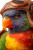 Lorikeet In Aviator Hat Vinyl Car Decal Sticker – Waterproof & UV-Resistant 