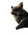 Mystical Bat Portrait Vinyl Car Decal Sticker – Waterproof & UV-Resistant 