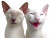 Laughing Cat Duo Vinyl Car Decal Sticker – Waterproof & UV-Resistant 
