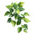 Healthy Pothos Plant Vinyl Car Decal Sticker – Waterproof & UV-Resistant 