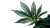 Healthy Cannabis Leaf Vinyl Car Decal Sticker – Waterproof & UV-Resistant 