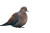Dove In Profile Vinyl Car Decal Sticker – Waterproof & UV-Resistant 