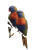Lorikeets In Tree Vinyl Car Decal Sticker – Waterproof & UV-Resistant 