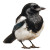 White Magpie Vinyl Car Decal Sticker – Waterproof & UV-Resistant 