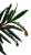 Tea Tree Leaves Vinyl Car Decal Sticker – Waterproof & UV-Resistant 