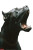 Vicious Cane Corso Vinyl Car Decal Sticker – Waterproof & UV-Resistant 