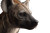 Hyena Close-Up Vinyl Car Decal Sticker – Waterproof & UV-Resistant 