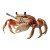 Crab With Cigarette Vinyl Car Decal Sticker – Waterproof & UV-Resistant 