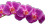 Purple Orchids Vinyl Car Decal Sticker – Waterproof & UV-Resistant 